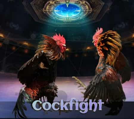 cockfight-indonesia